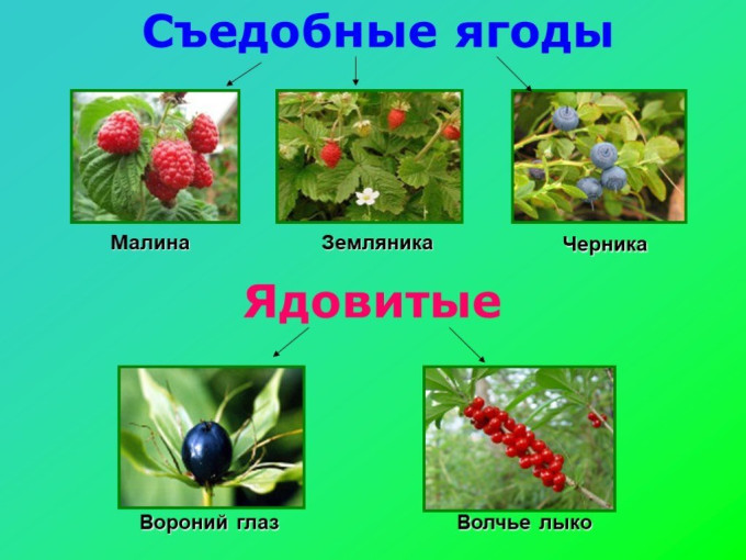 Беседа на тему: "Съедобные и несъедобные ягоды" Беседа на тему: "Съедобные и несъедобные ягоды".